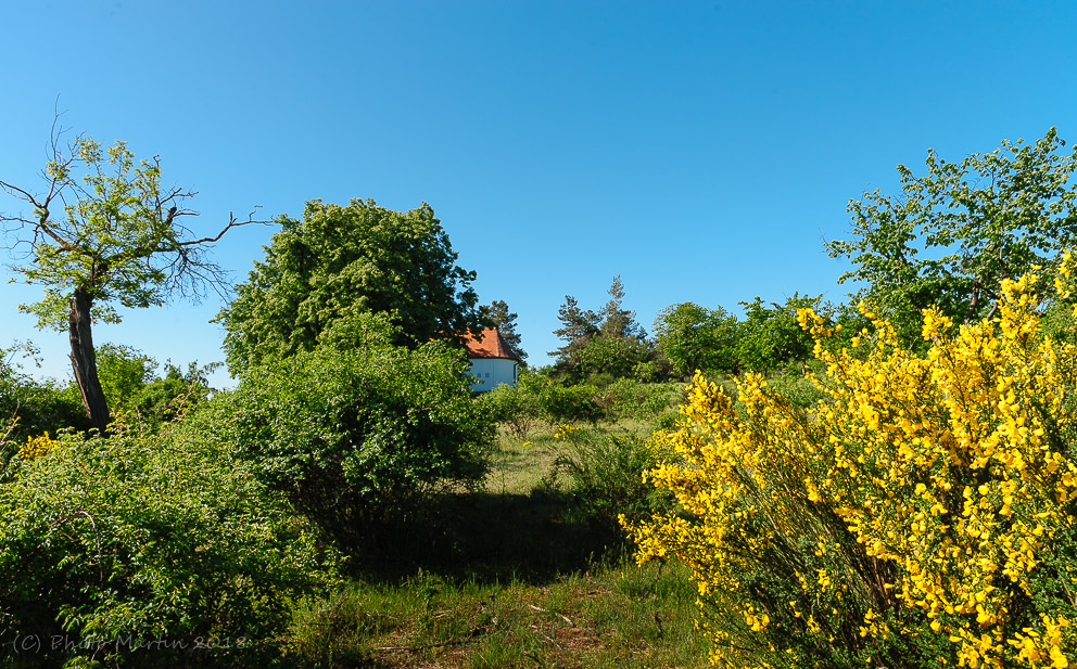 Havranické vřesoviště - kručinka