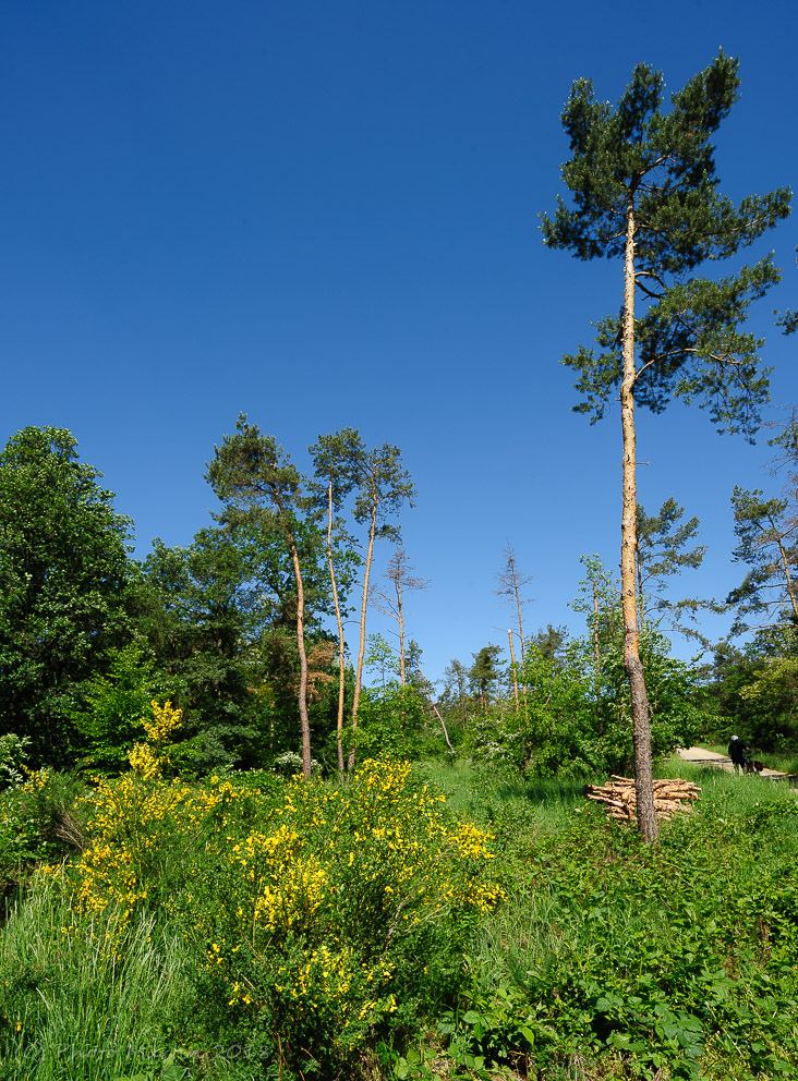 Havranické vřesoviště