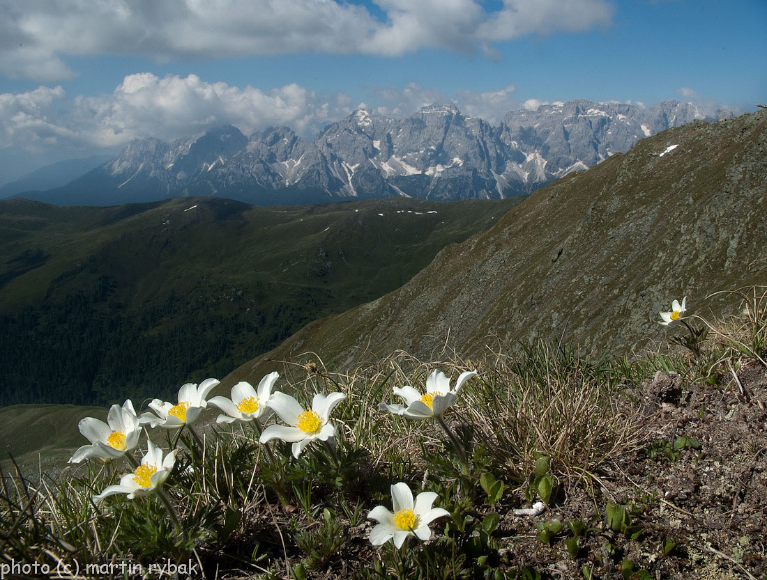 Sasanka alpská