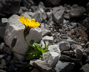 Jestřábník alpský (Hieracium alpinum)