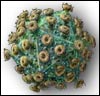 Virus HIV